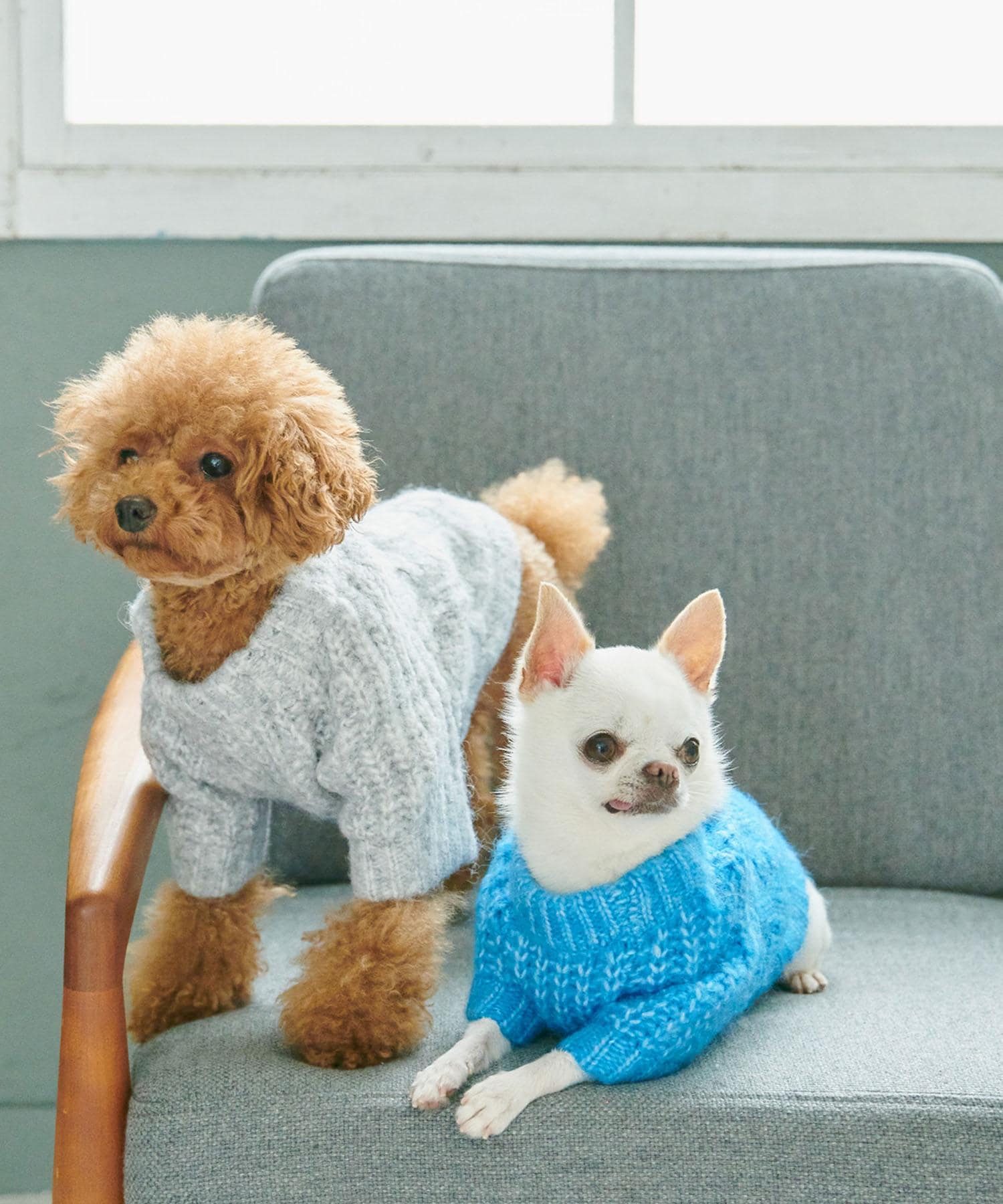 リンクで一緒に楽しめる！DOG ITEM | J'aDoRe JUN ONLINE（ジャドール