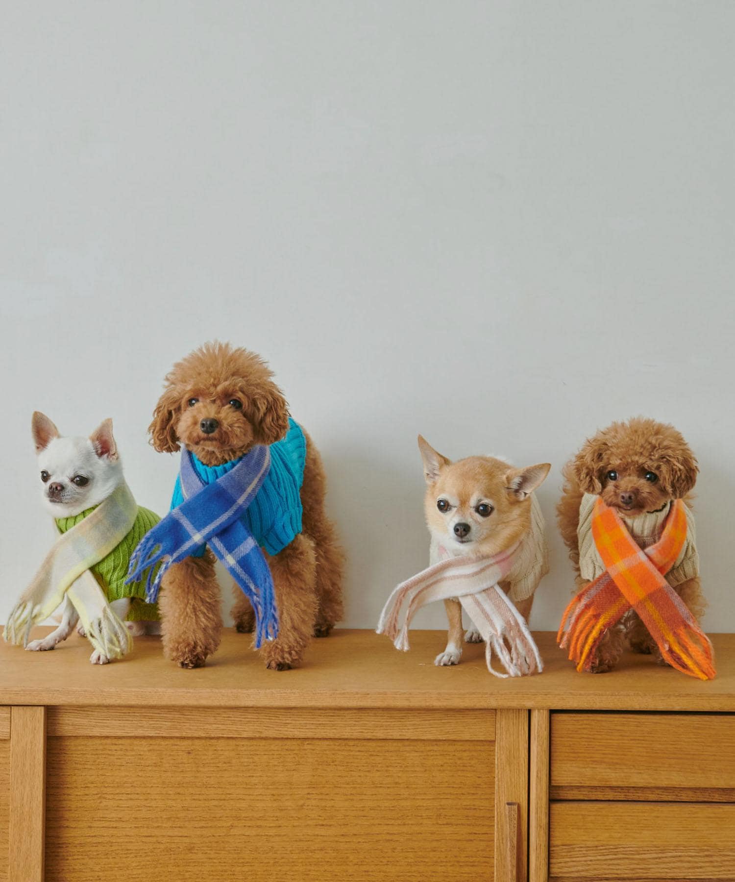 犬服・アクセサリー JUN リンクで一緒に楽しめる！DOG ITEM | J'aDoRe JUN ONLINE（ジャドール